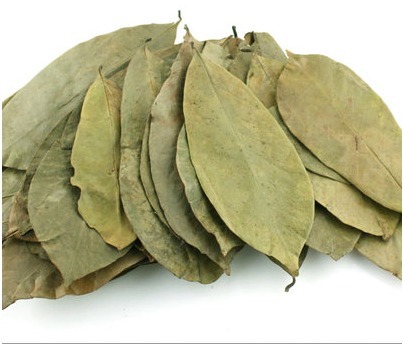 sour-sop-leaves