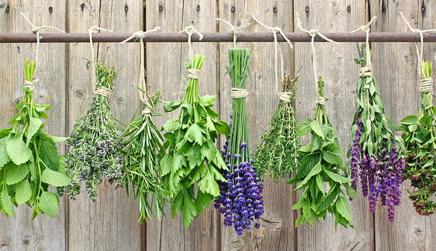 Healing Power of Herbs post thumbnail image